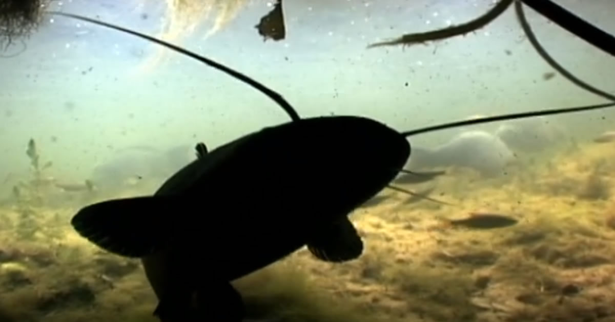 catching the impossible